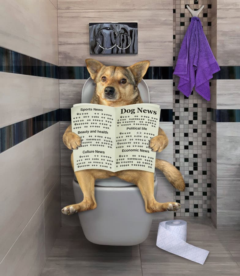 Hund Mit Zeitung Auf Toilette 2 Stockfoto Bild von toilette, hund
