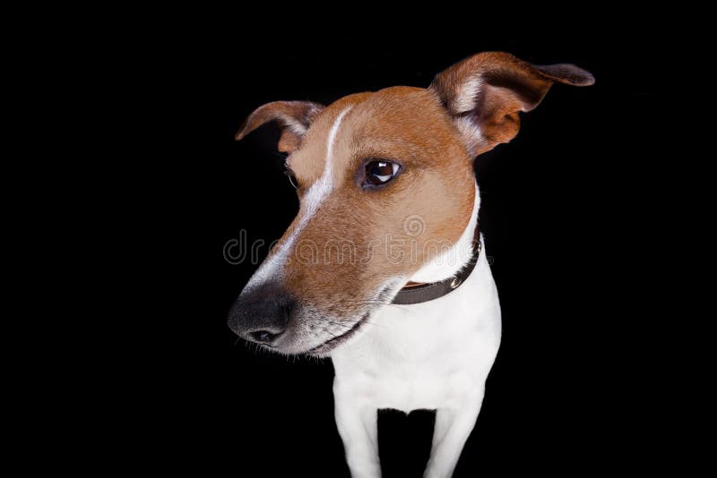 Hund lokalisiert auf Schwarzem lizenzfreie stockfotografie Hund lokalisiert auf Schwarzem lizenzfreie stockfotografie