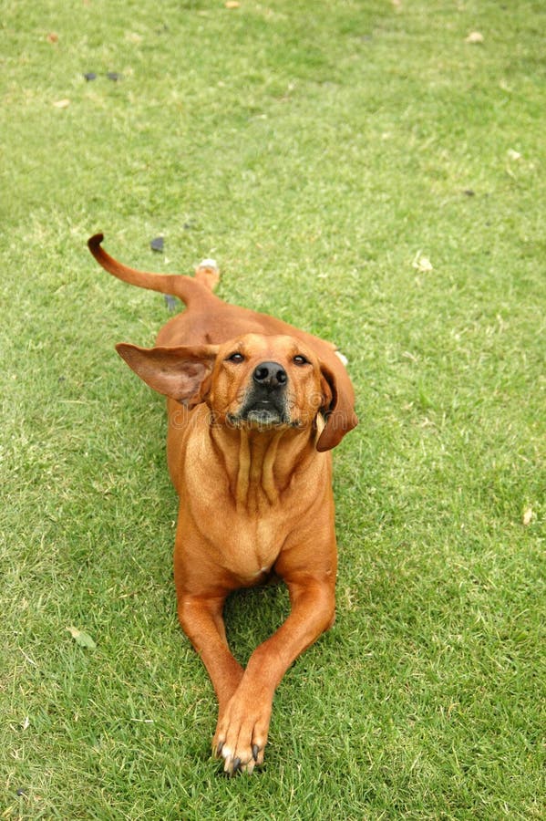 A full body of a beautiful Rhodesian Ridgeback hound dog with cute expression in the face and funny flying ear standing up to the side lying on the grass and watching outdoors. A full body of a beautiful Rhodesian Ridgeback hound dog with cute expression in the face and funny flying ear standing up to the side lying on the grass and watching outdoors