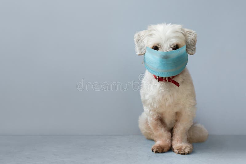 Small white pet dog wearing a surgical face mask. Small white pet dog wearing a surgical face mask