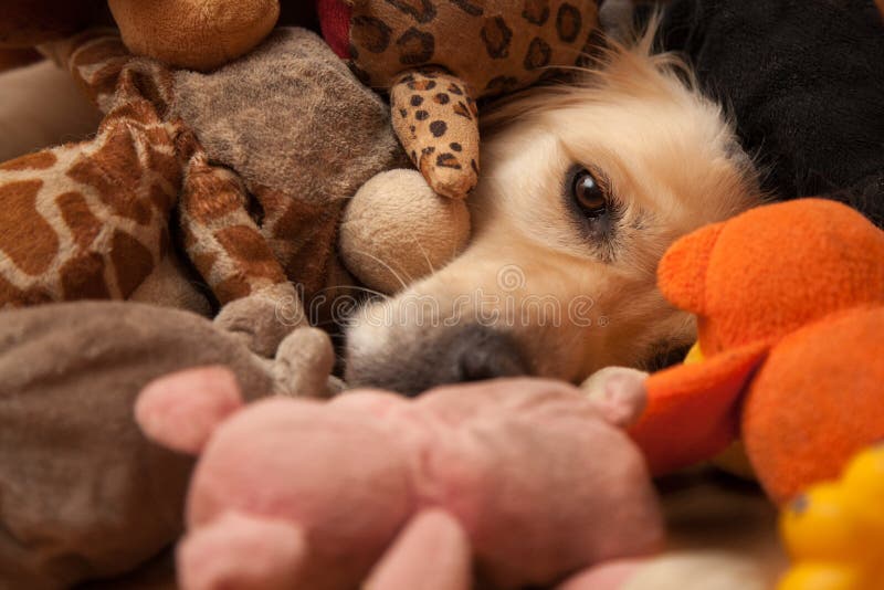 Hund mellan älsklings- leksaker royaltyfria foton Hund mellan älsklings- leksaker royaltyfria foton