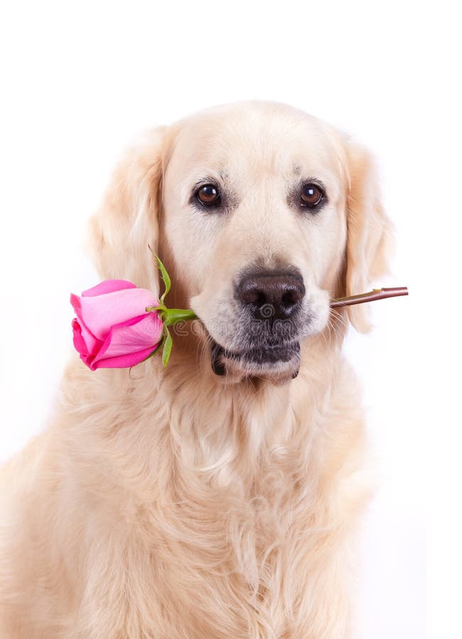 Hund mit Blume stockbild. Bild von hund, feiertag, getrennt - 27986937