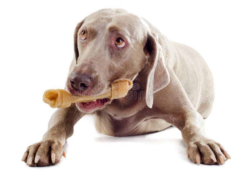 Hund mit dem Knochen stockbild. Bild von weiß, freundlich 34324167