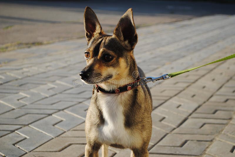 Den Hund Mit Ohren Stockfotos und Bilder Laden Sie 4,256 lizenzfreie