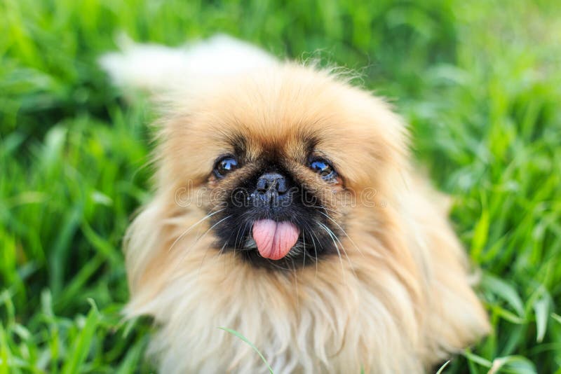 Hund Mit Der Zunge Syndrom Heraus Stockbild Bild von hund, gras 53384697