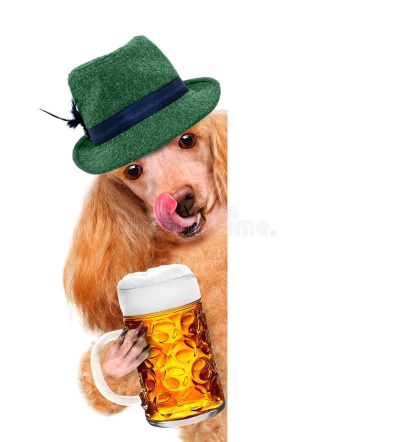 Bayerischer Bierhund stockbild. Bild von hund, bier, dachshund 97487067