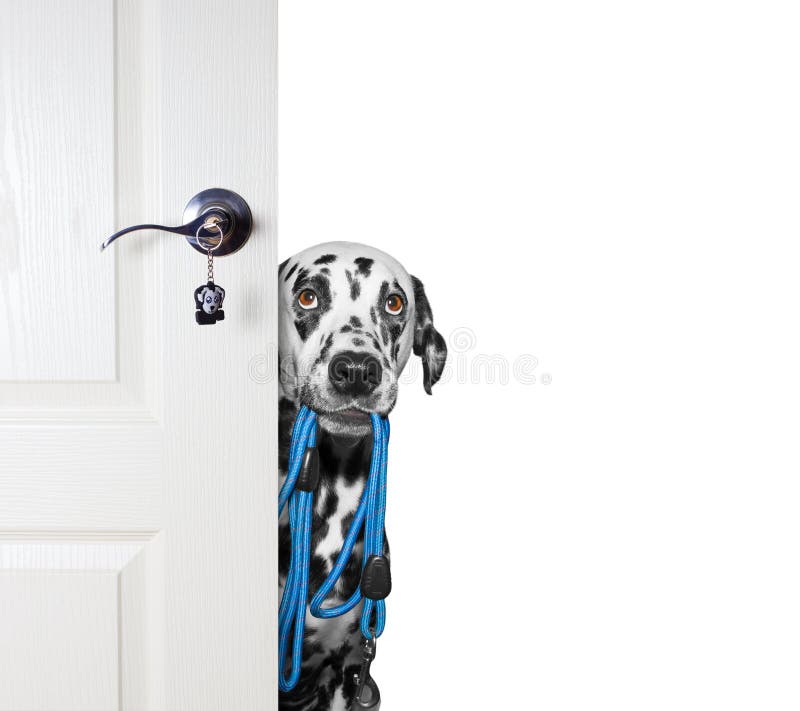 Dog with a leash peeks out from behind the door -- isolated on white. Dog with a leash peeks out from behind the door -- isolated on white