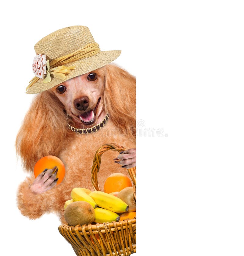 Hund mit Frucht stockfotos Hund mit Frucht stockfotos