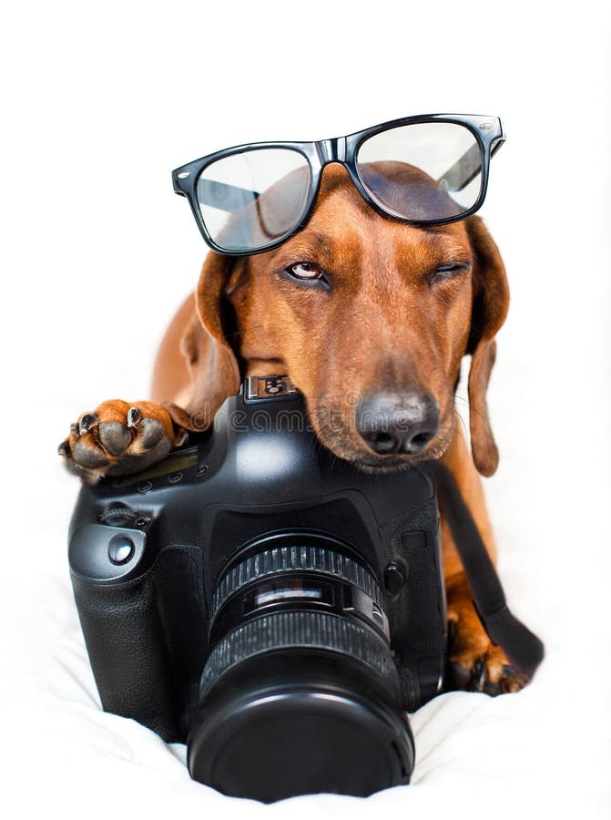 Hund mit Kamera stockfoto. Bild von feiertag, fiesta 33584456