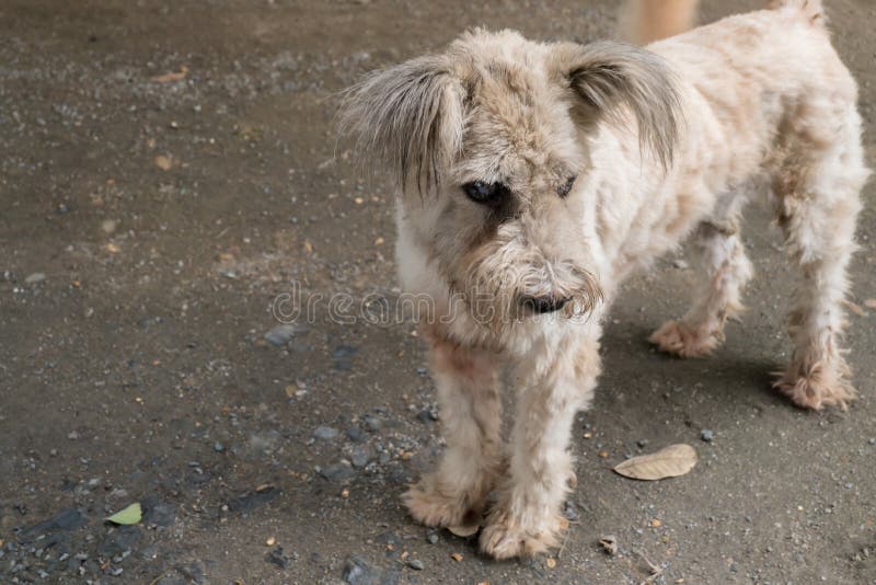 Alter Kranker Hund Mit Katarakt, Sitzen, 15 Jahre Alt Stockfoto Bild