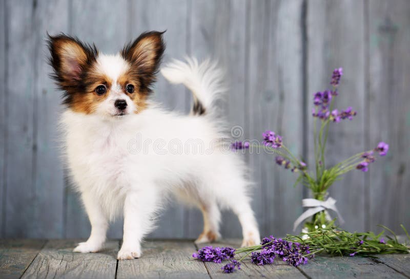 Lavendelhund stockfoto. Bild von elfish, apportierhunde 2322740