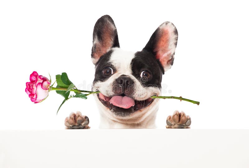 Hund mit Rosen stockfoto. Bild von braun, geburtstag 36407706
