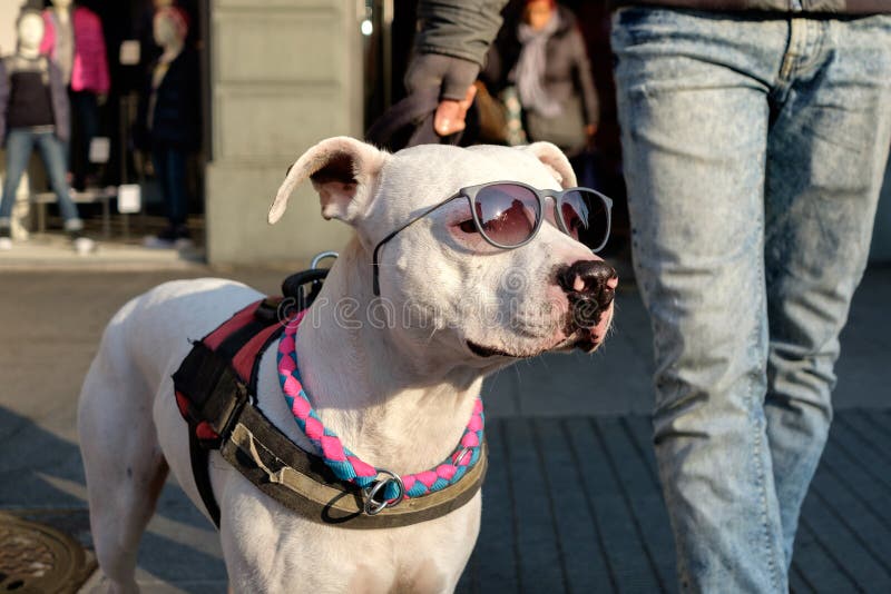 Hund mit Sonnenbrille stockfoto. Bild von zusammen, gläser 110761334