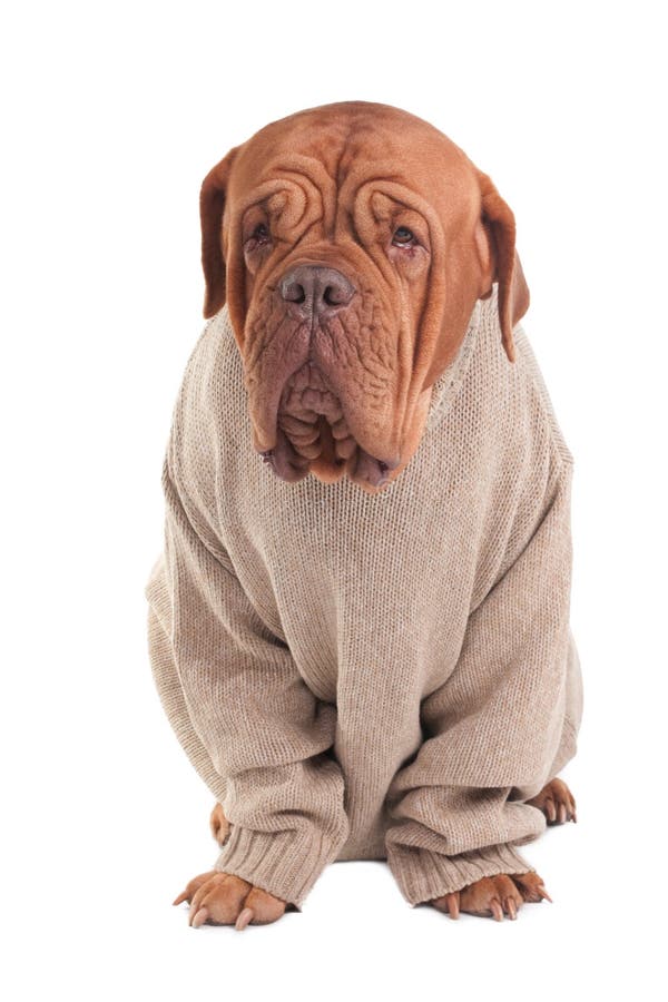 Hund mit Strickjacke lizenzfreies stockfoto Hund mit Strickjacke lizenzfreies stockfoto