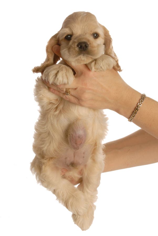 Hund mit Nabelhernie stockfoto. Bild von chirurgie, abdomen 7296400