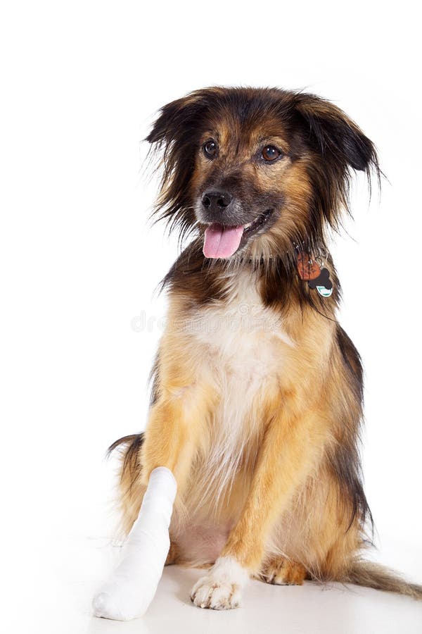 Hund Mit Verband Mit Der Tatze Stockbild Bild von gebrochen, autsch