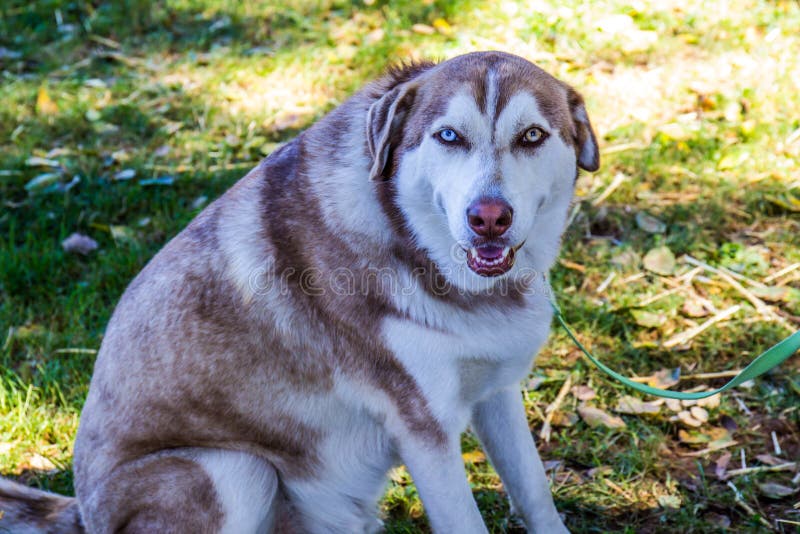 Hund Mit Zwei Verschiedenen Farbigen Augen Stockbild Bild von nett