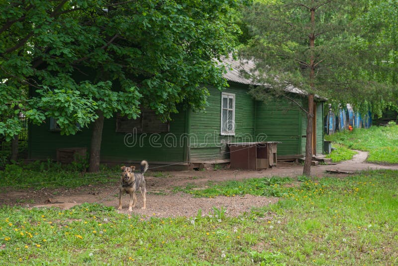 hund nära trähuset royaltyfria foton hund nära trähuset royaltyfria foton