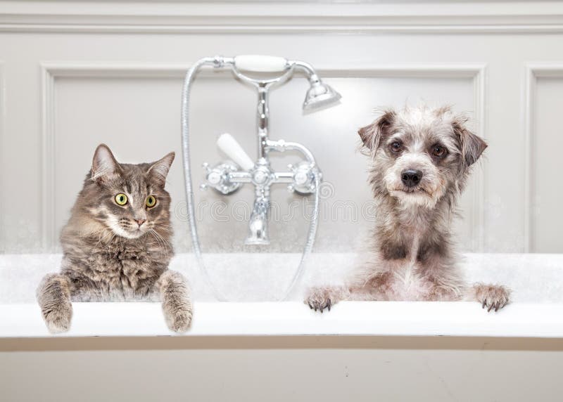 Gray color cat and dog sitting together in a luxury tub in an upscale bathroom. Gray color cat and dog sitting together in a luxury tub in an upscale bathroom