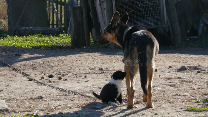 Hund p? en kedja som liknar en herdehund och hennes lilla svarta valp bredvid henne Hundmoder och hennes valp