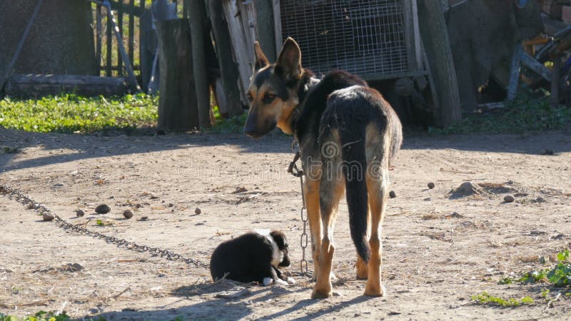 Hund p? en kedja som liknar en herdehund och hennes lilla svarta valp bredvid henne Hundmoder och hennes valp