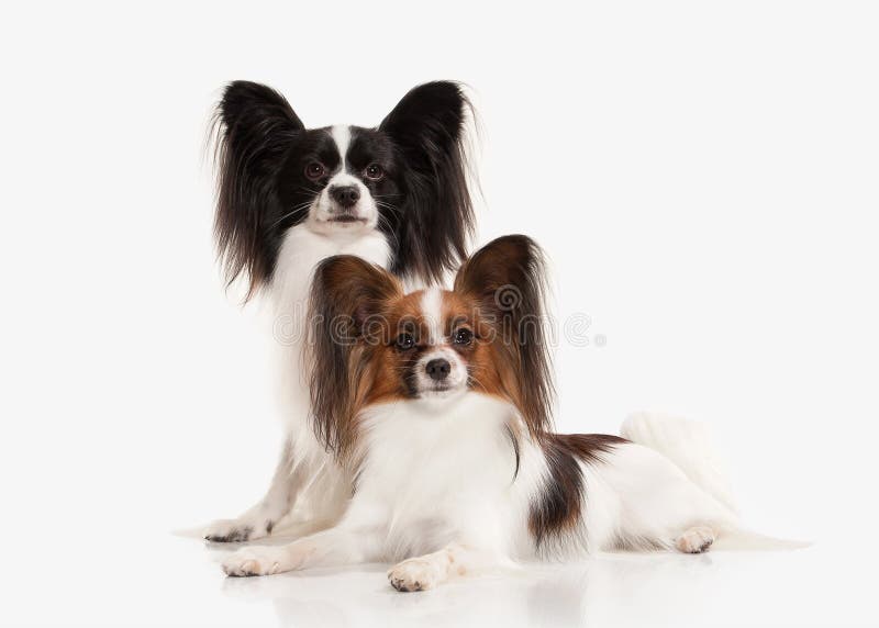 Hund PapillonWelpe Auf Einem Weißen Hintergrund Stockbild Bild von