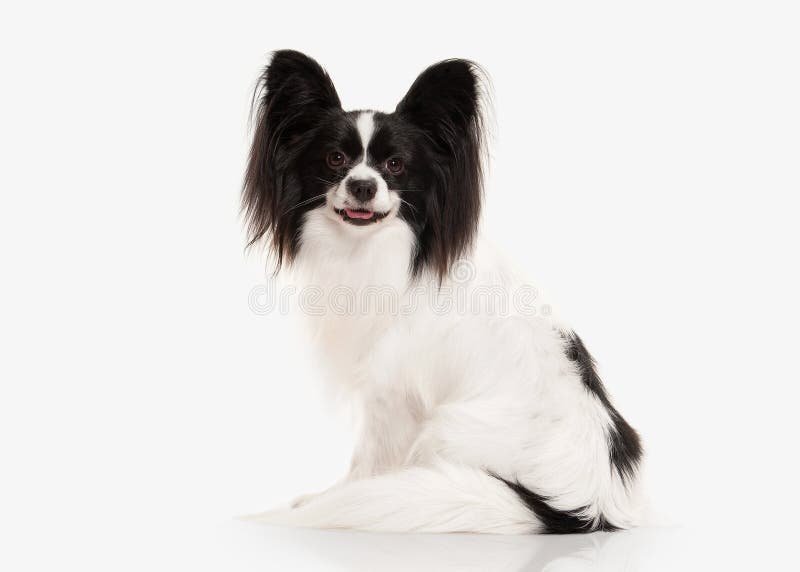 Hund PapillonWelpe Auf Einem Weißen Hintergrund Stockbild Bild von