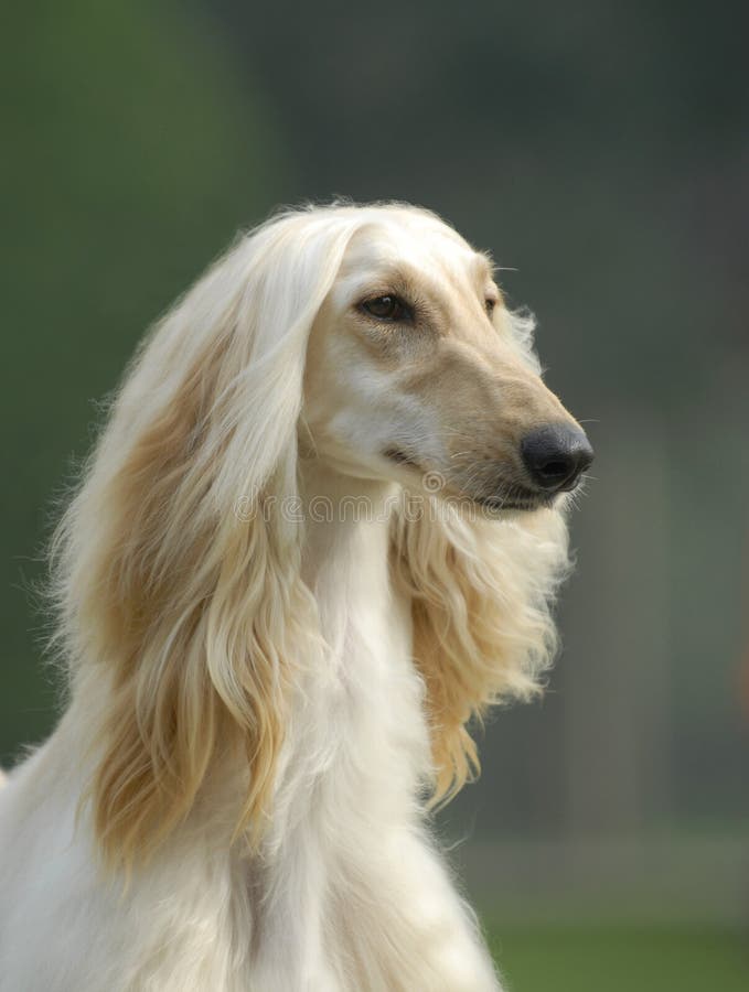 Hund pets Afghanen stockbild. Bild von landschaft, hunde 7685001