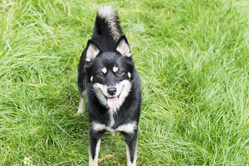 Hund Pomsky arkivfoto. Bild av breckenridge 100838774