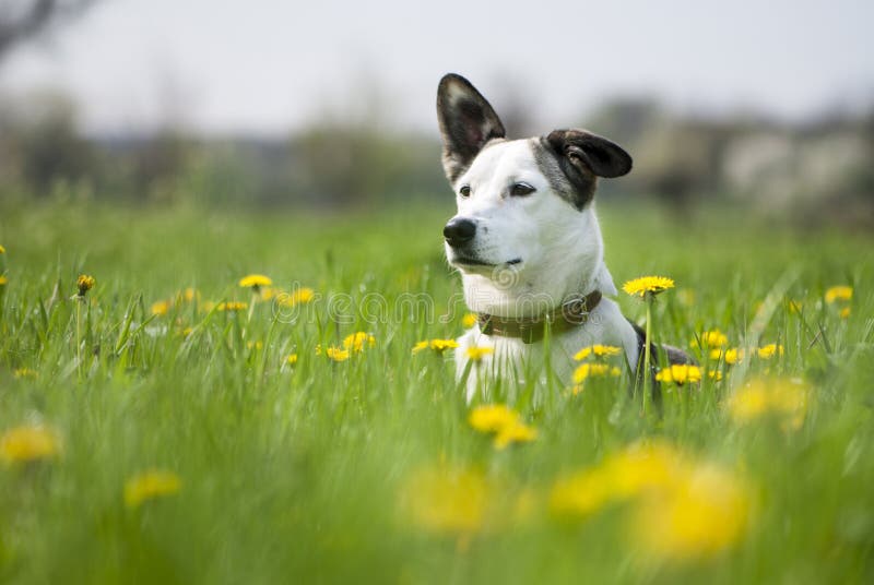 Hund på fältet av blowballs royaltyfri fotografi Hund på fältet av blowballs royaltyfri fotografi