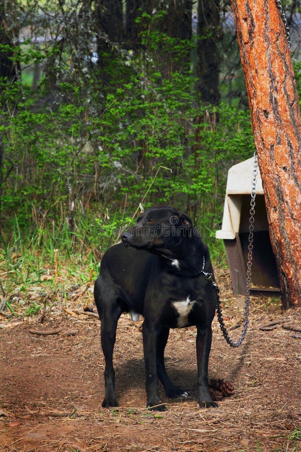 Hund på kedja royaltyfri foto Hund på kedja royaltyfri foto