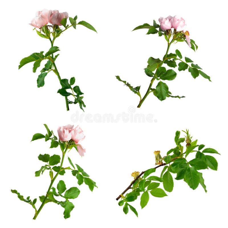 Hund-Rosenblüte Rosa wilde Rose Stellen Sie Hagebuttenblumen ein Getrennt stockfoto Hund-Rosenblüte Rosa wilde Rose Stellen Sie Hagebuttenblumen ein Getrennt stockfoto