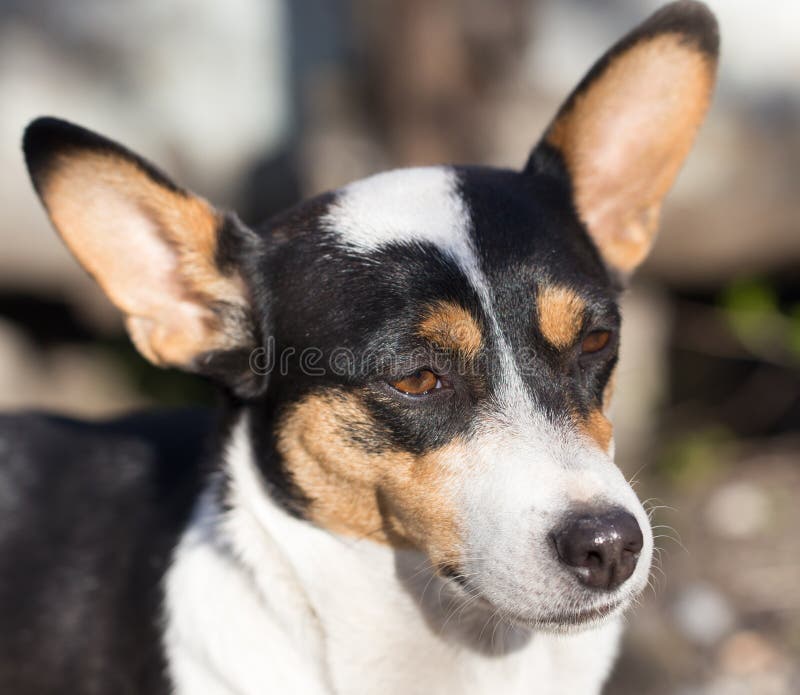 Mann Mit Roten Punkten Auf Gesicht Und Karosserie Stockfoto Bild von