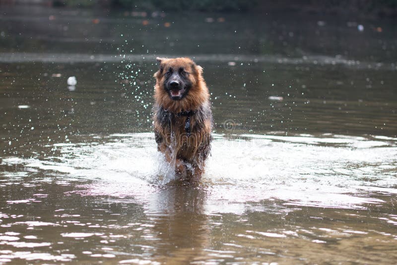 Türkischer SchäferhundHund Stockfoto Bild von türkisch, brut 9101160
