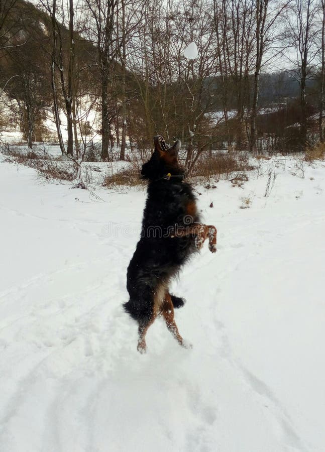 Hund Schnee Winter Kreativ Snow Stock Image Image of hund, winter