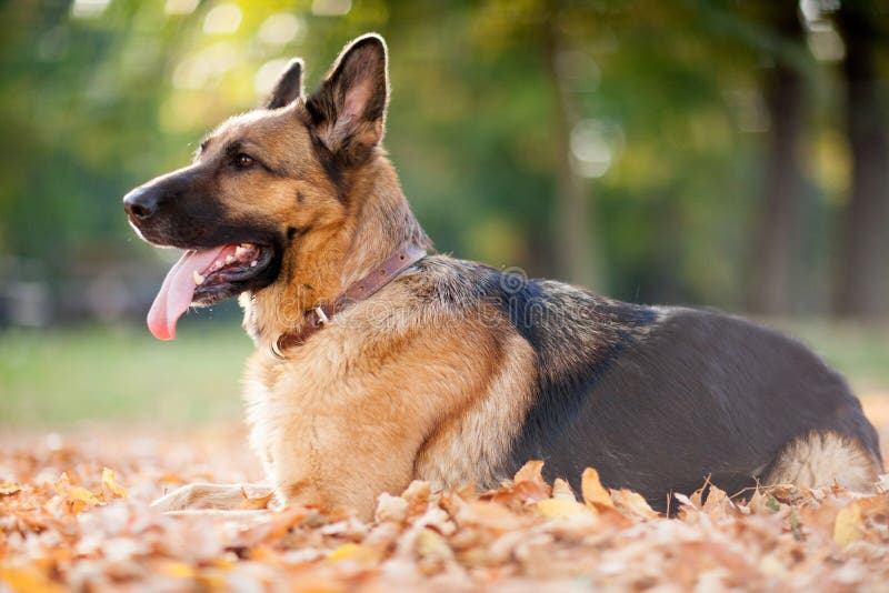 Hund, Schäferhund liegt im Spätholz gegen schönes y lizenzfreie stockfotografie Hund, Schäferhund liegt im Spätholz gegen schönes y lizenzfreie stockfotografie