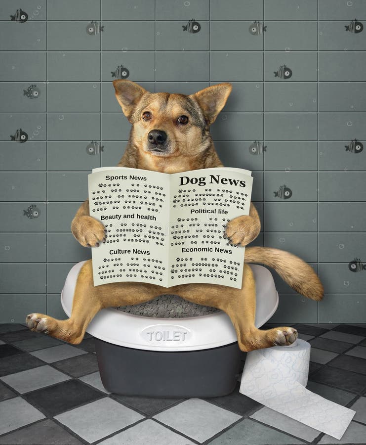 Hund Mit Zeitung Auf Toilette 2 Stockfoto Bild von toilette, hund