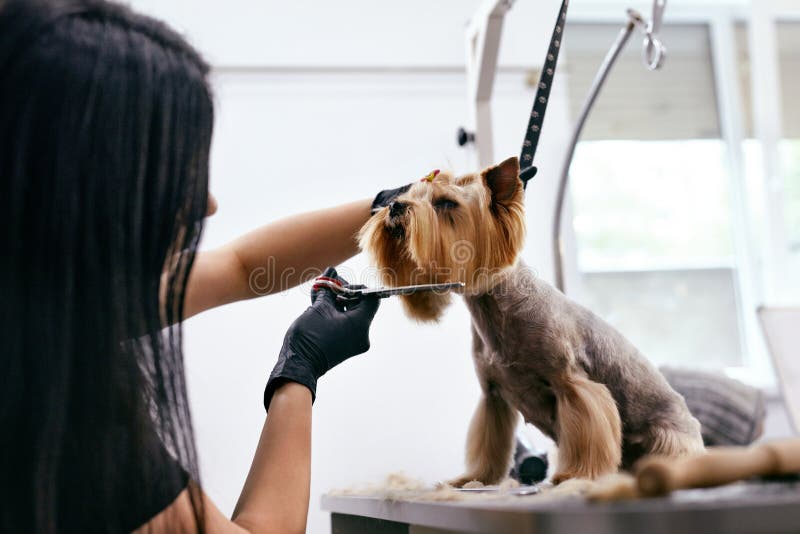 Hund som ansar på den älsklings- salongen Rolig hund som får frisyr