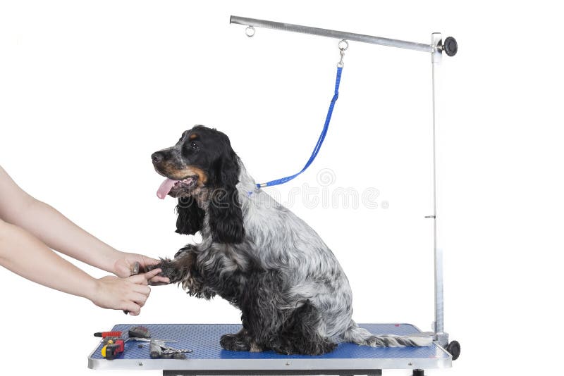 Hund som ansar tabellen arkivbild