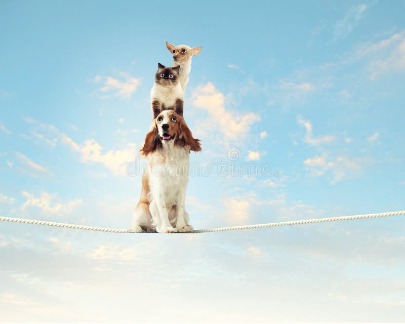 Hund som balanserar på rep royaltyfria bilder Hund som balanserar på rep royaltyfria bilder
