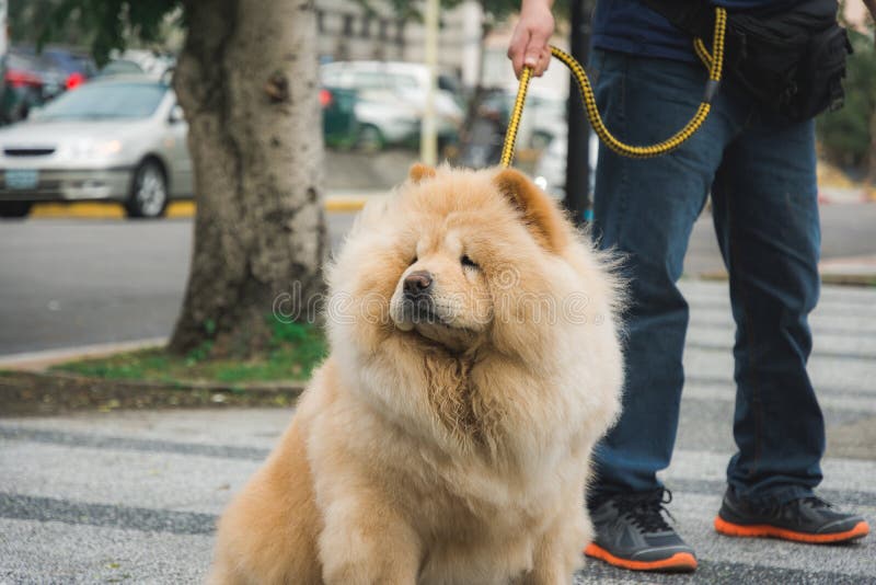 Hund som drar på en koppel royaltyfri fotografi Hund som drar på en koppel royaltyfri fotografi