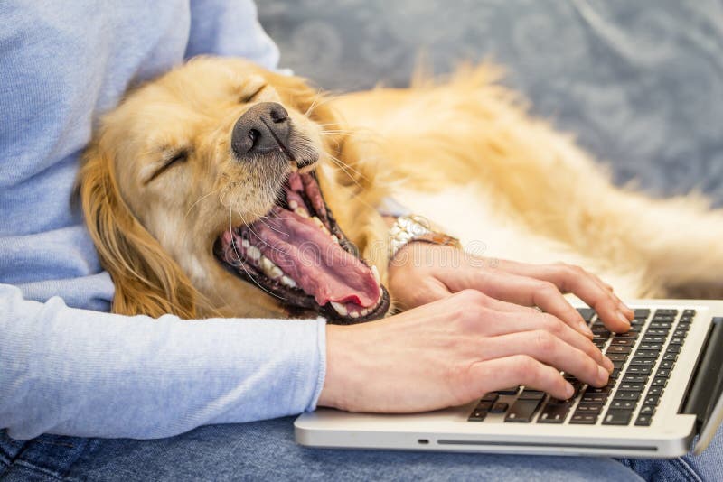 Hund som gäspar medan dess ägare som arbetar på bärbara datorn arkivfoton Hund som gäspar medan dess ägare som arbetar på bärbara datorn arkivfoton