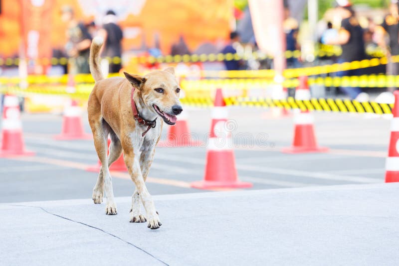 Hund som går i tävlings- spår arkivfoton Hund som går i tävlings- spår arkivfoton