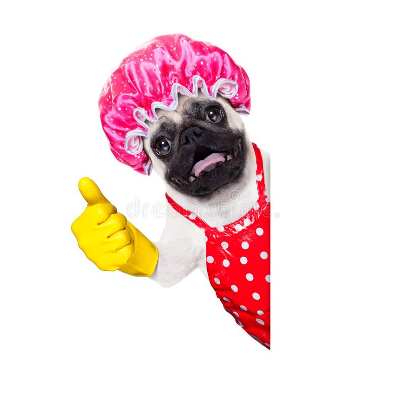 Pug dog doing household chores with rubber gloves and shower cap, isolated on white background. Pug dog doing household chores with rubber gloves and shower cap, isolated on white background