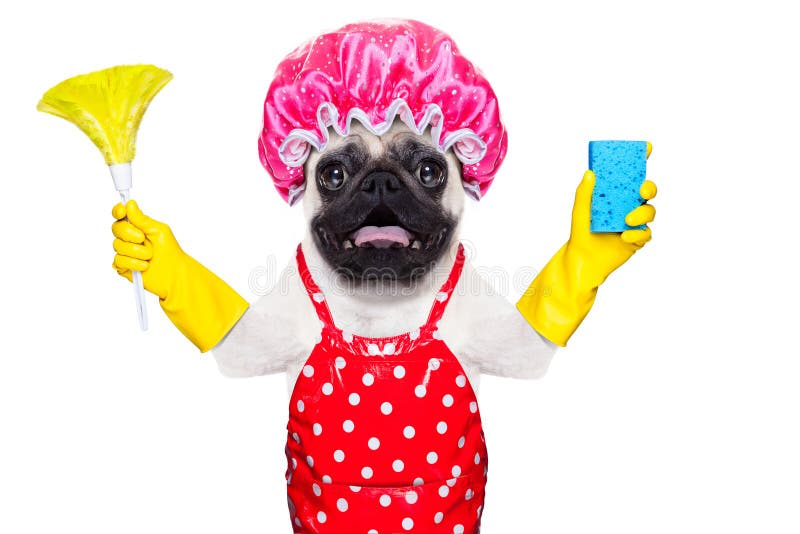 Pug dog doing household chores with rubber gloves and shower cap, isolated on white background. Pug dog doing household chores with rubber gloves and shower cap, isolated on white background