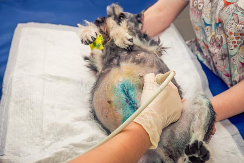 Hund som har ultraljudsundersökning i veterinärklinik royaltyfri fotografi Hund som har ultraljudsundersökning i veterinärklinik royaltyfri fotografi