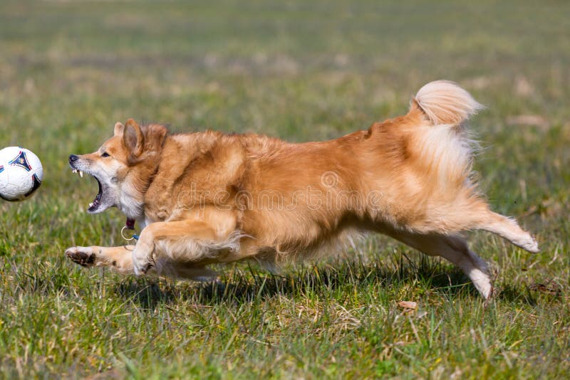 Hund som jagar bollen royaltyfri bild Hund som jagar bollen royaltyfri bild