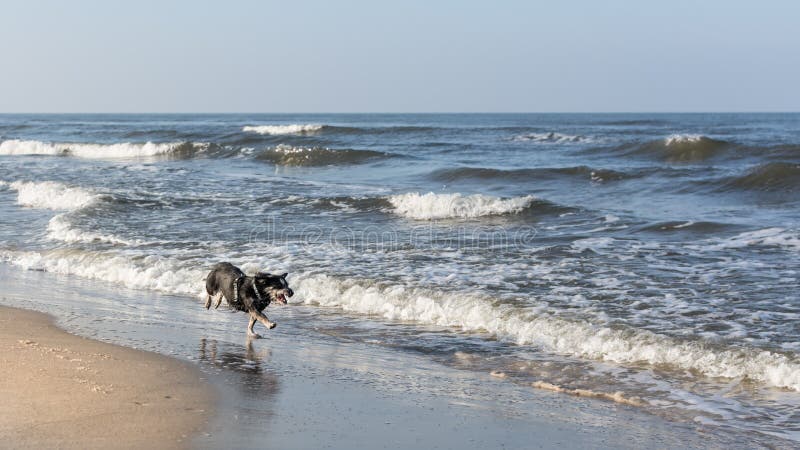 Hund som jagar vågor på stranden arkivfoton