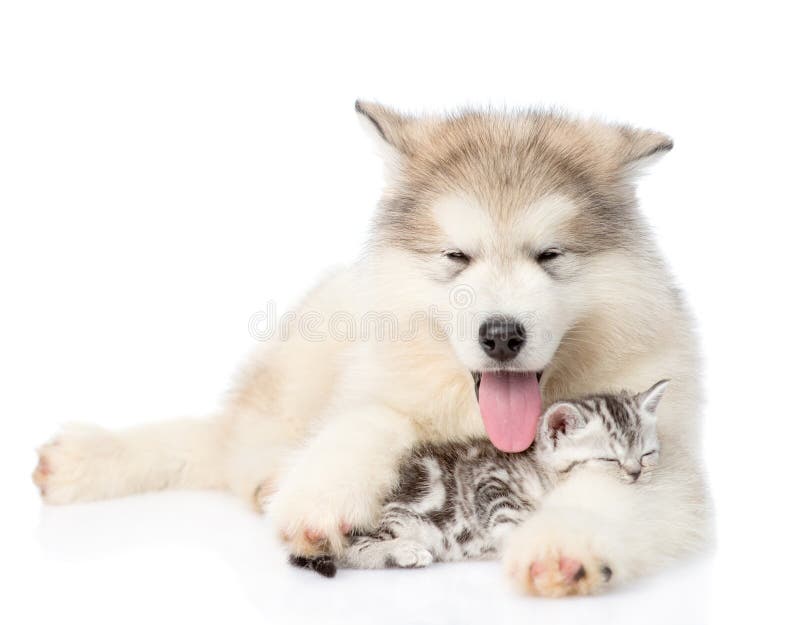 Hund som omfamnar den sömniga kattungen bakgrund isolerad white royaltyfri fotografi Hund som omfamnar den sömniga kattungen bakgrund isolerad white royaltyfri fotografi