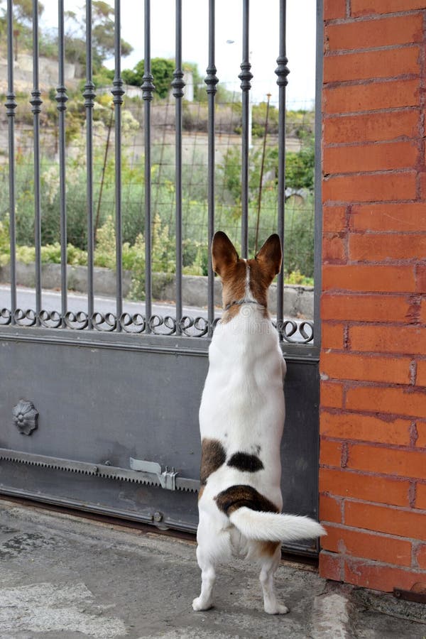 Hund som ser utöver porten royaltyfri bild Hund som ser utöver porten royaltyfri bild